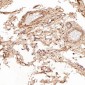 Anti-Smad3 Rabbit Monoclonal Antibody